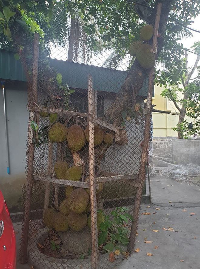 Cây mít sai quả xếp chồng lên nhau, gia chủ phải tìm cách bảo vệ bằng rào chắn xung quanh.