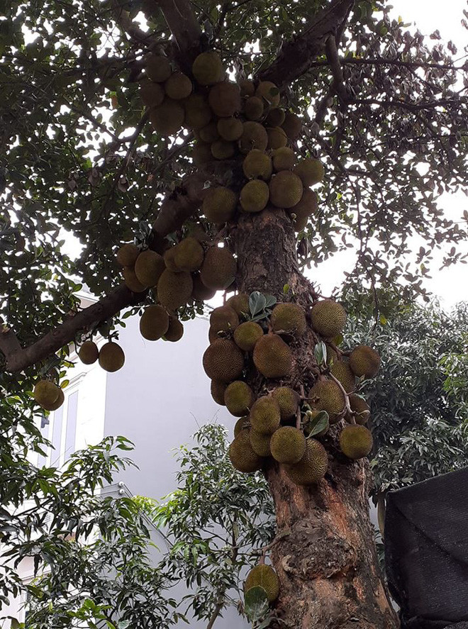 Bên cạnh những lời khen, không ít người nghi ngại rằng những quả mít được "sinh" ta bất thường này sẽ không ngon, hoặc chỉ toàn xơ bên trong, vì cây không đủ chất dinh dưỡng chăm sóc cho từng "đứa con" của nó.