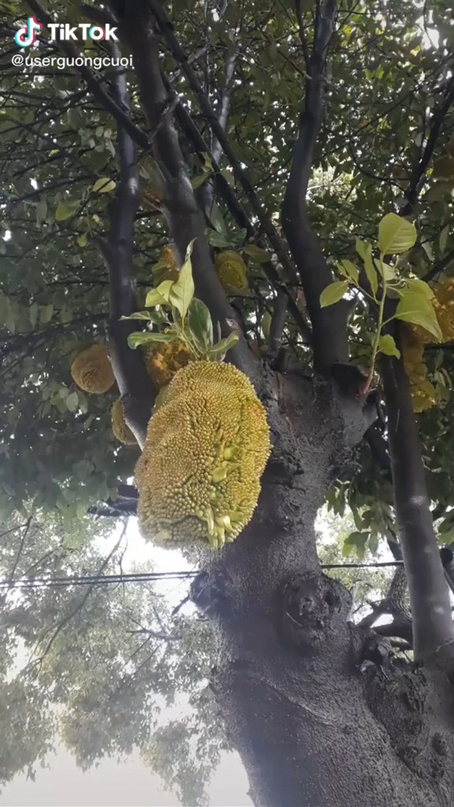 Mới đây, một cư dân mạng đã chia sẻ đoạn clip TikTok hình ảnh cây mít sai lúc lỉu nhà mình, những quả mít vừa to vừa mọc chi chít nhau khiến ai nhìn cũng cảm thấy thích thú.