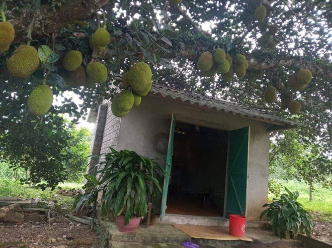 Ngay sau khi được đăng tải, rất nhiều cư dân mạng đã bày tỏ sự thích thú và cảm thấy ngạc nhiên trước những cây mít "siêu mắn" này.