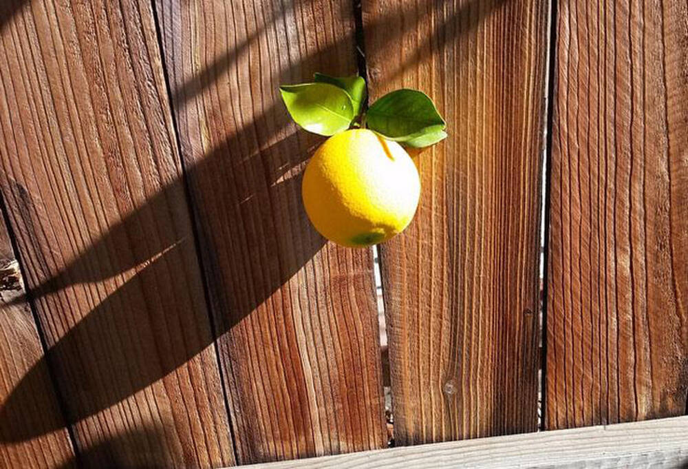 Trồng cây ăn quả mong đến ngày quả chín nhưng khi chính cái cây tay mình trồng, tay mình chăm bón lại chỉa sang nhà hàng xóm là điều chẳng chủ nhà nào muốn. Ảnh: Tổng hợp