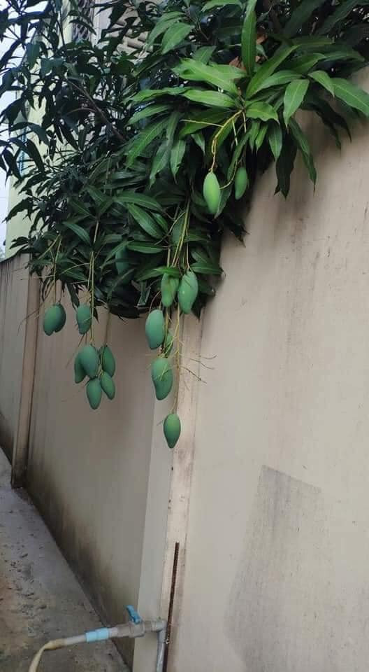 Trước đó đã xuất hiện nhiều loài cây ăn quả "phản chủ" khác khiến cư dân mạng cười thích thú.