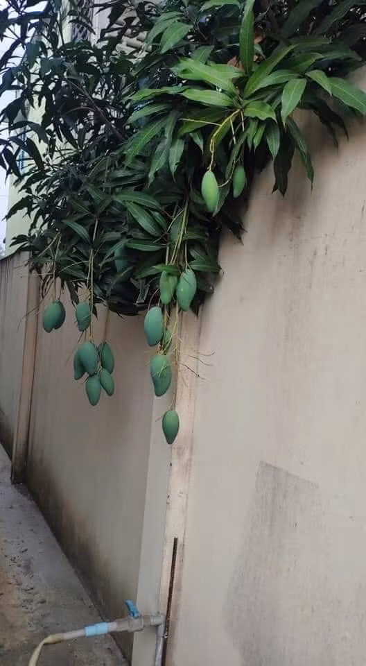 Trước đó đã xuất hiện nhiều loài cây ăn quả "phản chủ" khác khiến cư dân mạng cười thích thú.