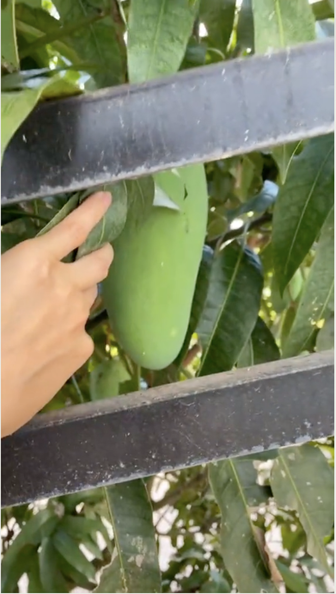 Cây xoài "phản chủ" mọc trĩu quả và trái nào trái nấy cũng siêu to và treo hết sang nhà hàng xóm khiến nhiều người không kìm lòng nổi.