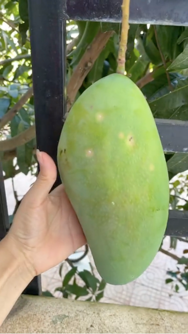 Chứng kiến cảnh tượng này cô gái liền quay clip lại và đăng lên TikTok, còn không quên đính kèm dòng caption hỏi han cộng đồng mạng: "Có nên giữ danh hiệu hàng xóm tốt không, chứ thèm quá?!".