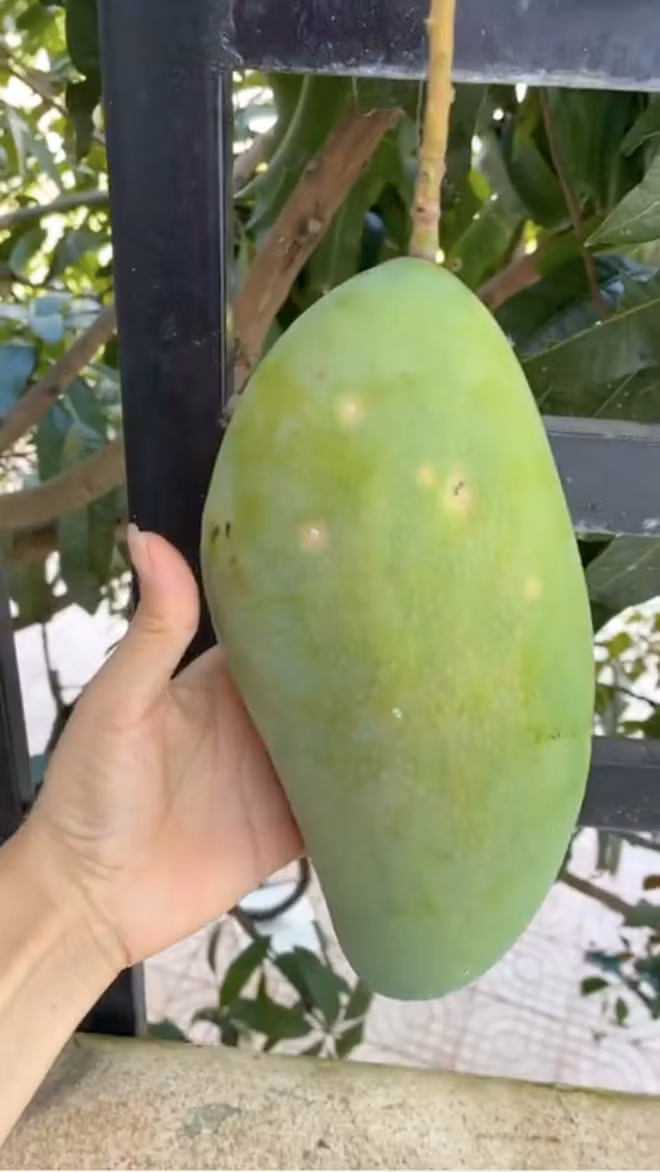 Chứng kiến cảnh tượng này cô gái liền quay clip lại và đăng lên TikTok, còn không quên đính kèm dòng caption hỏi han cộng đồng mạng: "Có nên giữ danh hiệu hàng xóm tốt không, chứ thèm quá?!".