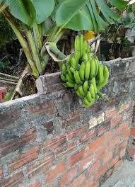 Cả bụi chuối mới có một buồng mà hàng xóm hưởng cả thì chủ nhà chắc sẽ đau lòng lắm.