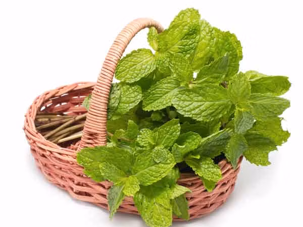 Lá bạc hà giúp thúc đẩy lưu thông máu, hỗ trợ tăng cường sản xuất các tế bào máu khỏe mạnh, từ đó kiểm soát sự tăng huyết áp.