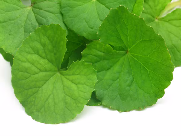 Lá Brahmi giúp cải thiện trí nhớ, tăng cường khả năng miễn dịch và làm giảm huyết áp cao.