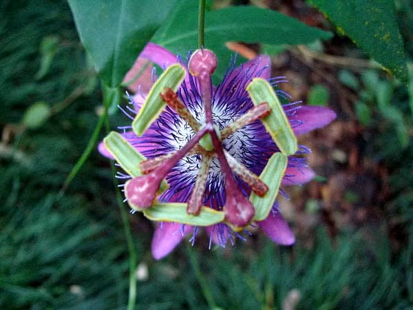 Hoa lạc tiên. Đây cũng được xem là một loại thảo dược giúp giảm huyết áp cao vì nó giúp giảm mức độ căng thẳng và tăng cường hệ miễn dịch của cơ thể.