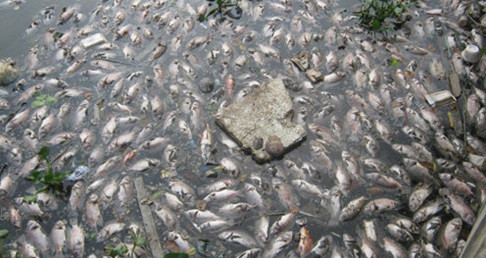 TP HCM hop bao “khan” cong bo nguyen nhan ca chet