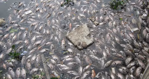 TP HCM hop bao “khan” cong bo nguyen nhan ca chet