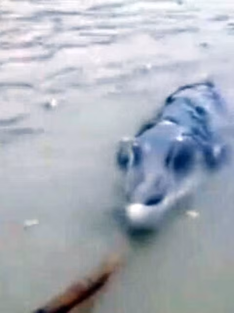 Bối rối bắt được sinh vật biển "ngoài hành tinh" Boi roi bat duoc sinh vat bien