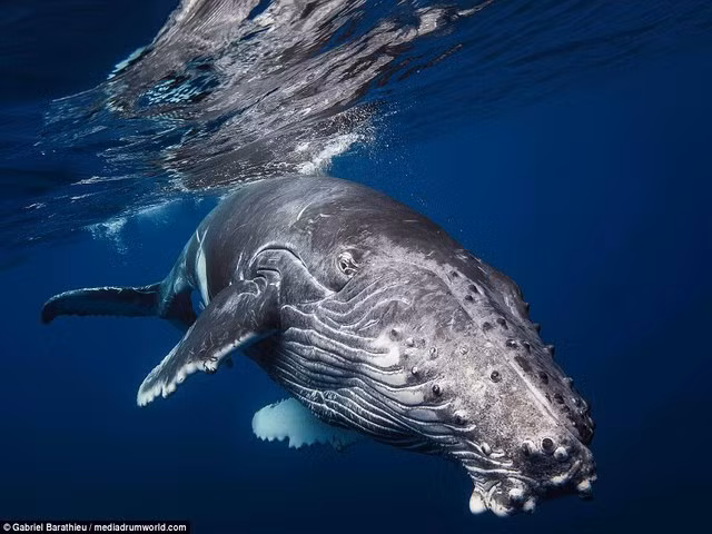 Cu nhay vot qua mat nuoc cuc hiem cua ca voi 40 tan-Hinh-3