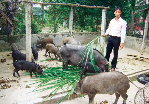 Anh Nguyễn Thành Trung, thôn Lý, xã Ngọc Lý (Tân Yên, Bắc Giang) cho biết, dù anh nuôi lợn sạch 100%, nhưng vẫn bị vạ lây từ thông tin chất cấm, thực phẩm bẩn. Ảnh: Việt Tùng
