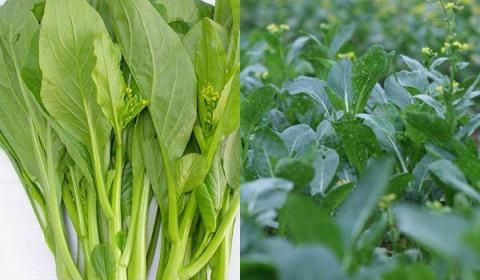 Nhung loai rau cu mua he “tam” nhieu hoa chat nhat cho
