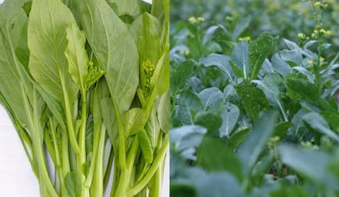 Nhung loai rau cu mua he “tam” nhieu hoa chat nhat cho