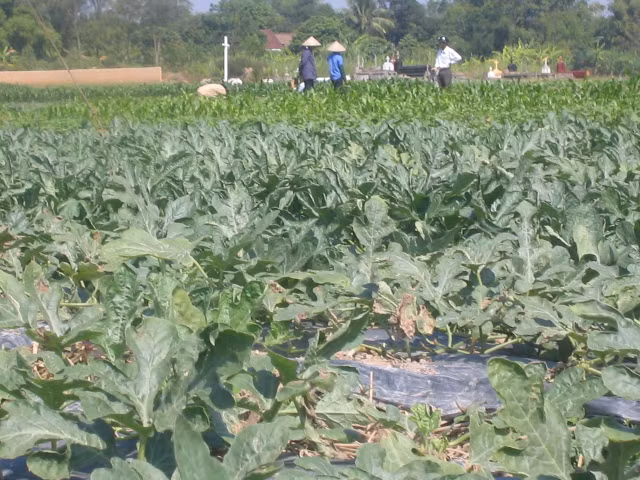 Còn các chuyên gia dinh dưỡng khuyến cáo, để an toàn người tiêu dùng hạn chế mua những loại rau trái vụ, nhất là các tháng cuối mùa. Vì vào thời điểm này thời tiết không thuận lợi, sâu bệnh phát triển nhiều, rau cằn cỗi, người trồng rau thường sử dụng nhiều chất kích thích tăng trưởng và thuốc bảo vệ thực vật với liều lượng vượt mức an toàn và dùng đến cận ngày thu hoạch.