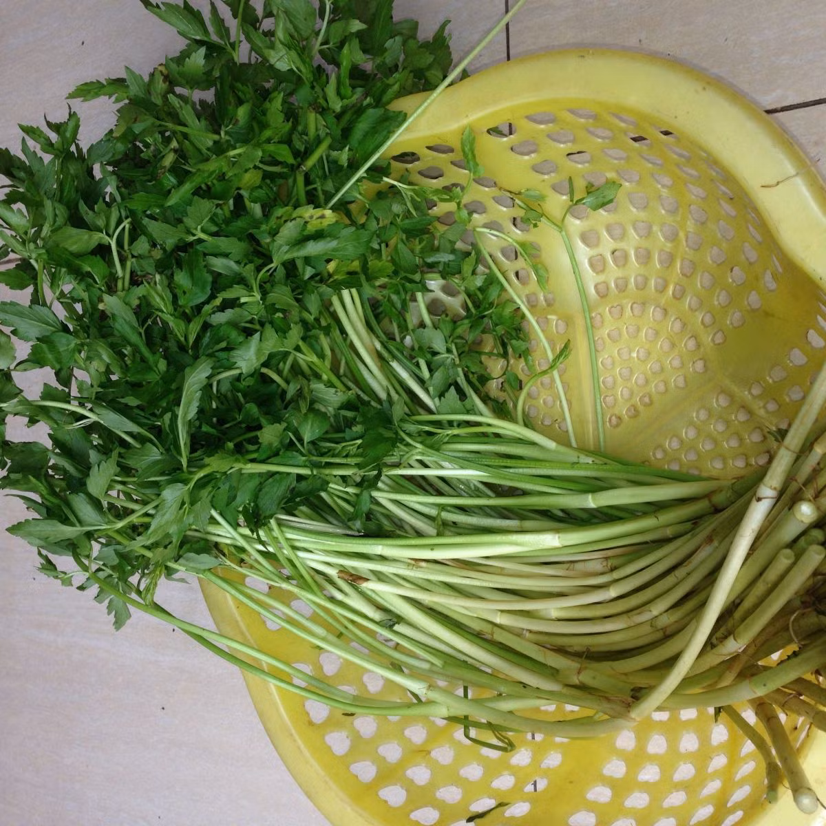 Rau cần: Khi thấy thân rau to, ngó rau trắng ngần, rau nhanh bị héo, nếu để đến ngày hôm sau thì rau héo úa, thân khô tóp lại nhăn nheo, khi xào nấu lá rau biến màu xanh đen... là loại rau bị phun quá nhiều phân bón qua lá và có khả năng còn dư lượng thuốc BVTV.