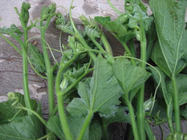  Rau ăn ngọn (rau lang, rau muống, đọt bầu bí): Không nên mua những bó rau có ngọn vươn ra quá dài, vì những bó rau này dùng thuốc kích thích sinh trưởng quá liều và không đảm bảo thời gian cách ly, nếu mua về không dùng liền để ngày hôm sau ngọn rau sẽ vươn ra thêm một đoạn từ 5 – 10 cm.