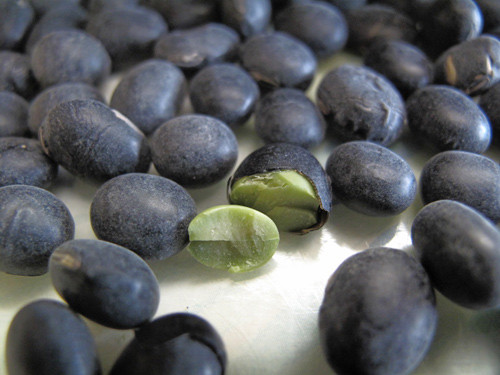 Khi chọn mua đỗ đen ở dạng khô thì phải tránh hạt đỗ bị ẩm mốc và đã để quá lâu, mọc mầm không còn hoạt chất có lợi. Đậu đen mua về chỉ nên dùng trong vòng một tháng và lưu trữ trong hộp kín ở nơi thoáng mát.