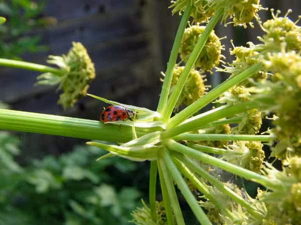 Hạt cây thì là tốt cho sức khỏe sinh sản. Thì là có tác dụng tốt trong giảm đau ở các trường hợp đau bụng kinh ở thiếu nữ và bế kinh gây ra bởi thiếu máu. Thì là có tác dụng kích thích và điều hòa chu kỳ kinh nguyệt. Chỉ cần dùng 60g nước lá thì là trộn chung với 15ml nước ép rau cần tây, chia 3 lần uống trong ngày để chữa rối loạn kinh nguyệt. 