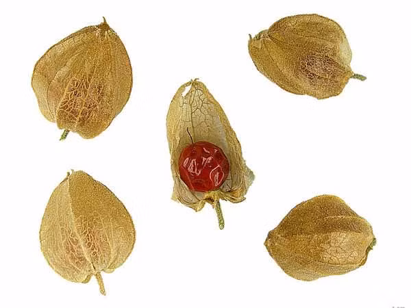 Ashwagandha là một loại sâm nổi tiếng trong y học cổ truyền Ấn Độ có khả năng chữa được nhiều bệnh tật. Trong số các lợi ích hàng đầu của Ashwagandha Churna là giúp điều trị các bệnh tình dục.