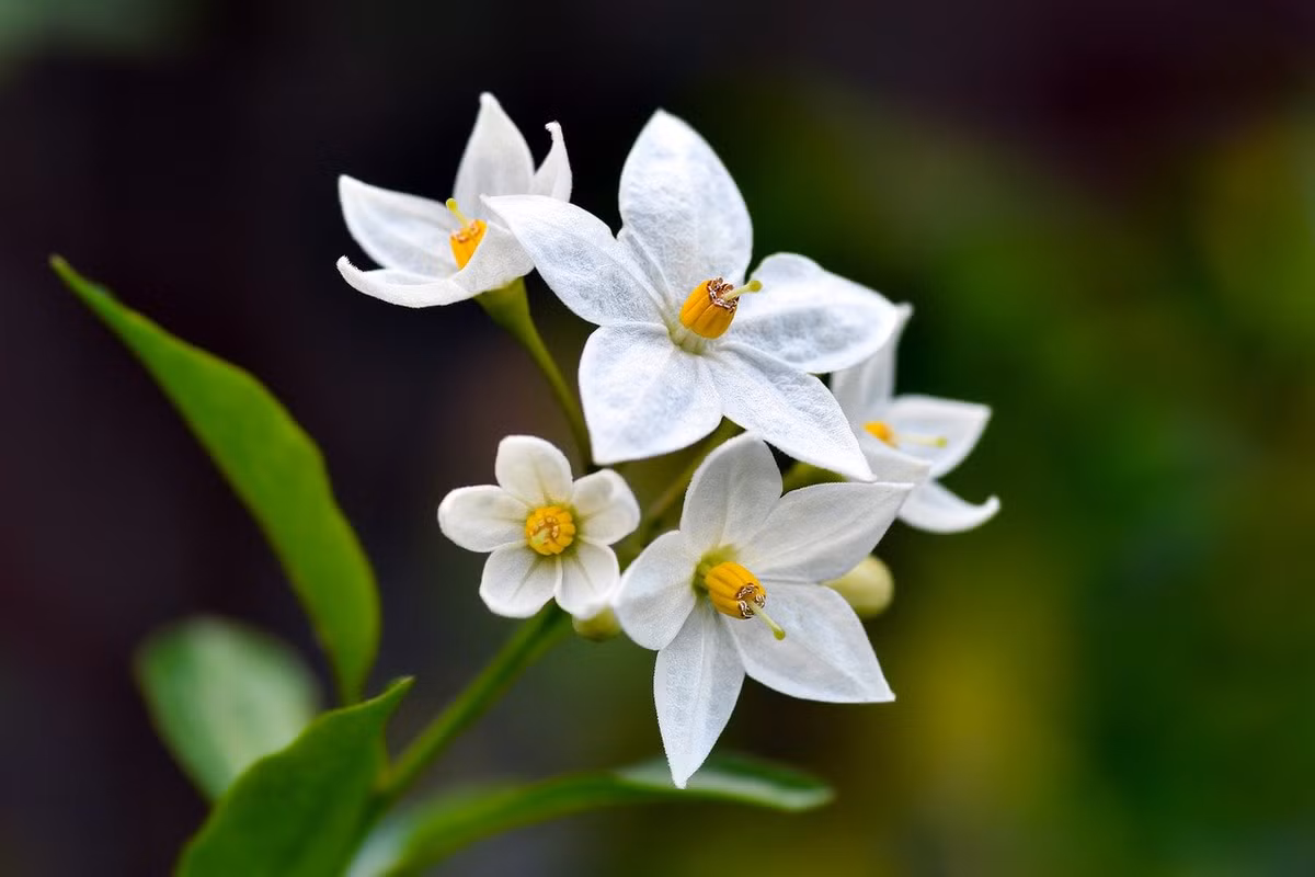  Những người có ngày sinh Âm lịch kết thúc bằng số 7. Những người có ngày sinh kết thúc bằng số 7 thường rất được yêu thích. Vận may của họ đến từ những quý nhân xung quanh, đi tới đâu cũng có người yêu mến, sẵn sàng giúp đỡ. 