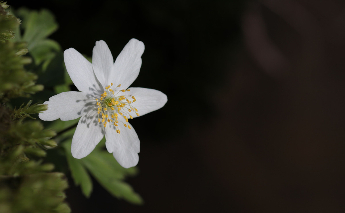 Con người họ vốn rất chăm chỉ, đảm đang và rộng lượng. Trong các mối quan hệ, họ là người trung thành, sẵn sàng là người đầu tiên đứng ra bênh vực, giúp đỡ khi mọi người xung quanh gặp vấn đề. 