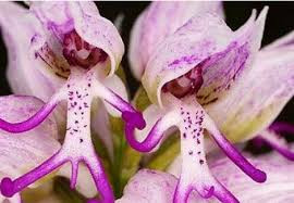 Một truyền thuyết khá thú vị gắn với loài hoa này nói rằng tất cả những người đàn ông khi còn sống mà lăng nhăng phản bội, sau khi chết sẽ hóa thành loài lan này. Hình phạt này buộc họ phải phơi bày toàn bộ cơ thể để người khác nhìn thấy cho dù xấu hổ.