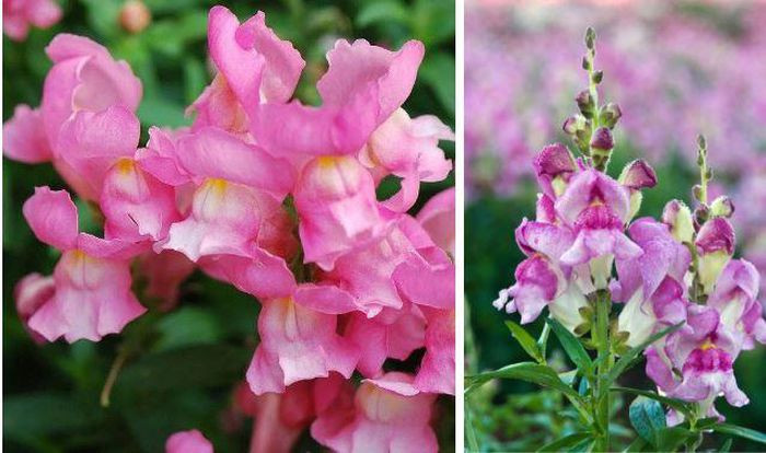 Hoa đầu lâu. Nếu bạn là một người yếu tim thì đây không phải là loài hoa dành cho những tâm hồn lãng mạn. Nó có tên khoa học là Antirrhinum majus, thuộc họ Mã đề.