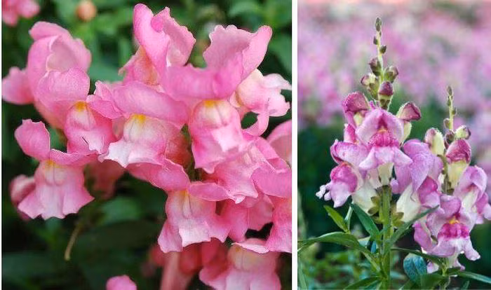 Hoa đầu lâu. Nếu bạn là một người yếu tim thì đây không phải là loài hoa dành cho những tâm hồn lãng mạn. Nó có tên khoa học là Antirrhinum majus, thuộc họ Mã đề.