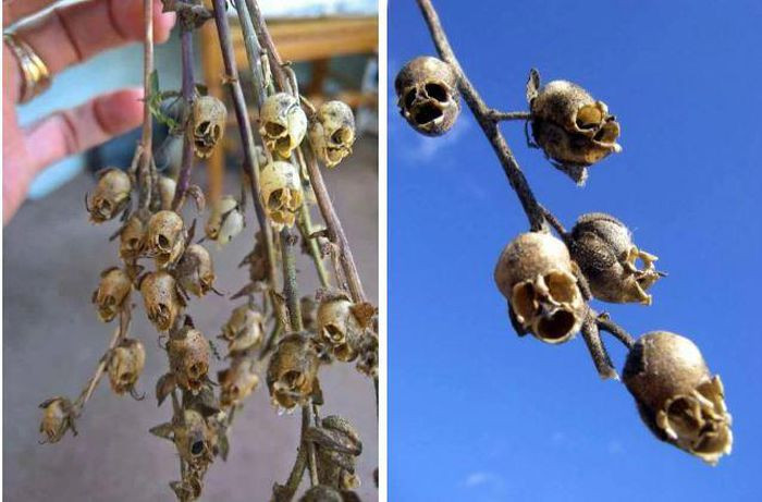 Theo quan niệm cổ xưa, hoa mõm rồng thường được trồng trong vườn để giúp trừ tà và bảo vệ các gia đình khỏi những lời nguyền hoặc những tên lừa đảo. Người ta còn tin rằng, những ai mang theo một bông hoa mõm rồng trong người đều sẽ trở nên quyến rũ, xinh đẹp hơn. Trong truyền thuyết, người phụ nữ nào dám ăn loài cây này sẽ sở hữu vẻ đẹp bất diệt. Tuy nhiên thực tế thì loài cây này chứa nhiều độc tố, chẳng có một người phụ nữ nào dám mạo hiểm mạng sống để đổi lấy sắc đẹp.