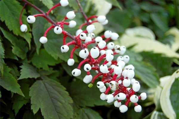 Quả mắt quỷ có vị ngọt thơm hấp dẫn nhưng chứa chất cực độc cariogenic, tác động trực tiếp lên cơ tim, gây co thắt dẫn đến tử vong nếu không được cấp cứu kịp thời. Đã có nhiều cái chết thương tâm liên quan đến độc cây mắt búp bê xảy ra ở Bắc Mỹ. Do đó, nó được mệnh danh là loài cây của quỷ dữ.