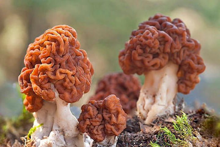 Nấm não thường nảy mầm trong đất cát dưới cây tùng bách vào mùa xuân và đầu hè, có màu vàng sáp hoặc nâu, mũ nấm rất dễ nhận ra với nhiều nếp nhăn, có thể đạt chiều cao 10cm và rộng 15cm. Y như tên gọi, bề mặt mỗi cây nấm đều có nhiều nếp rãnh xoắn giống hệt não người, trông khá rùng rợn.