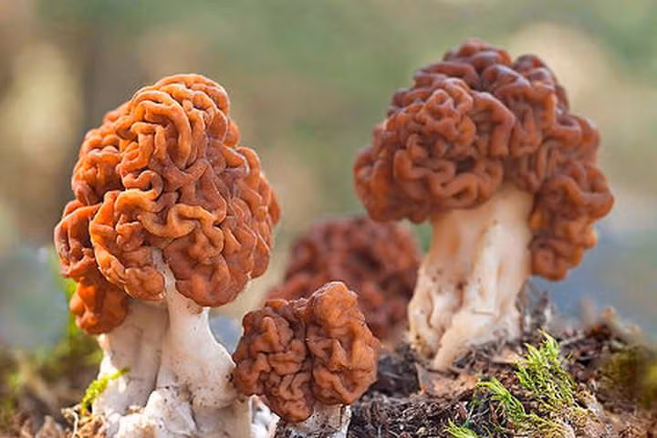 Nấm não thường nảy mầm trong đất cát dưới cây tùng bách vào mùa xuân và đầu hè, có màu vàng sáp hoặc nâu, mũ nấm rất dễ nhận ra với nhiều nếp nhăn, có thể đạt chiều cao 10cm và rộng 15cm. Y như tên gọi, bề mặt mỗi cây nấm đều có nhiều nếp rãnh xoắn giống hệt não người, trông khá rùng rợn.