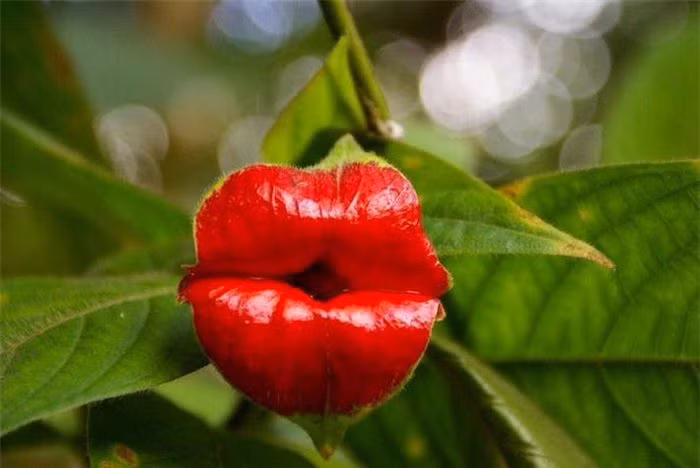 Hoa đôi môi. Có lẽ đây là loài cây mà các hãng son môi sẽ rất thích đấy nhỉ? Psychotria elata, hay còn được gọi là Hooker’s Lips (hoa môi) là loài cây bụi được tìm thấy trong rừng tại các nước thuộc vùng nhiệt đới ở châu Mỹ như Costa Rica và Colombia. Chúng có hình dáng y như đôi môi dày gợi cảm của người phụ nữ với lớp son đỏ rực, bóng bẩy đầy quyến rũ. Nhờ "đôi môi" sexy đó mà loài cây này có thể lôi kéo chim ruồi và bướm, côn trùng đến thụ phấn.
