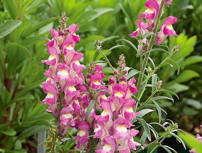 Khi mới nở và còn tươi tắn hồng hào, loài hoa này trông rất giống đầu rồng nên còn được gọi là hoa mõm rồng, song khi những cánh hoa héo và rụng đi, phần đế hoa còn lại trông giống hệt đầu lâu người size nhỏ xíu. Nếu muốn ngắm tận mắt hoa đầu lâu thì bạn có thể tìm đến những vùng đất đá khắp châu Âu, Mỹ và Bắc Phi.