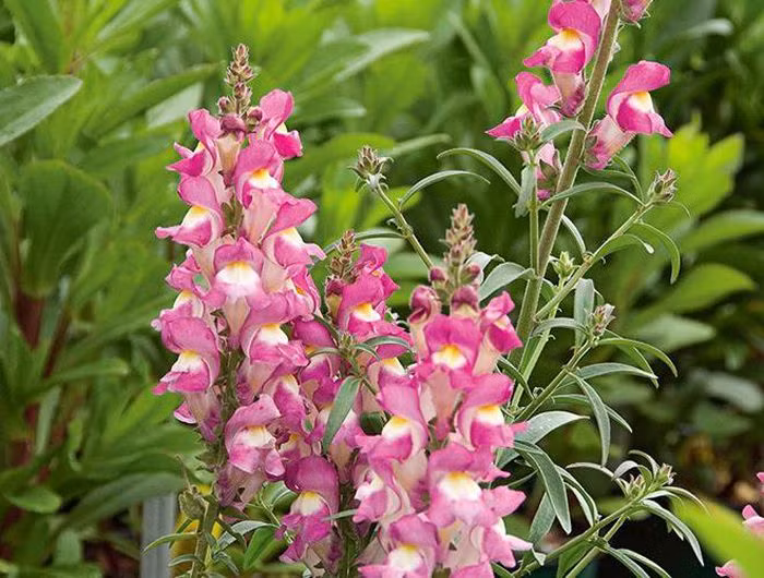 Khi mới nở và còn tươi tắn hồng hào, loài hoa này trông rất giống đầu rồng nên còn được gọi là hoa mõm rồng, song khi những cánh hoa héo và rụng đi, phần đế hoa còn lại trông giống hệt đầu lâu người size nhỏ xíu. Nếu muốn ngắm tận mắt hoa đầu lâu thì bạn có thể tìm đến những vùng đất đá khắp châu Âu, Mỹ và Bắc Phi.