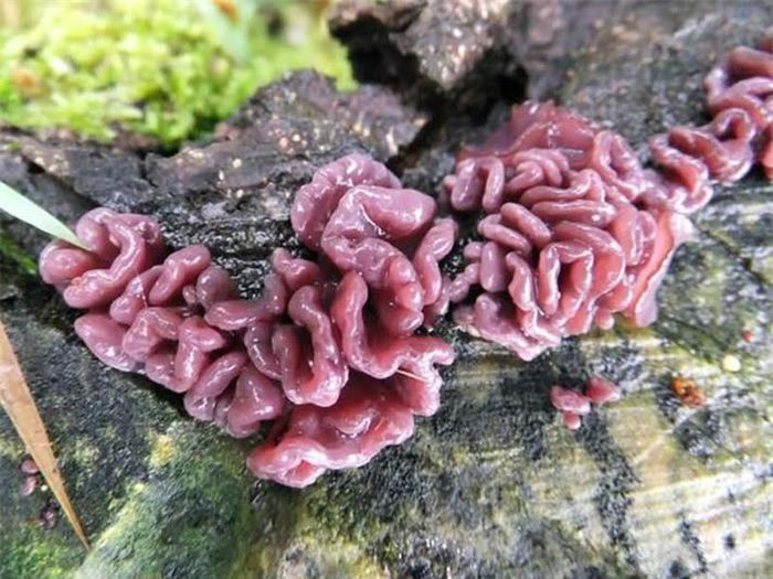 Nấm ruột non. Chắc hẳn nhiều người sẽ cảm thấy lú lẫn khi nhìn thấy giống nấm này, bởi nó như bản copy của nấm não vậy. Nấm ruột non sở hữu ngoại hình giống hệt như phần ruột non của con người, và nó cũng là nằm trong danh sách không thể ăn được.