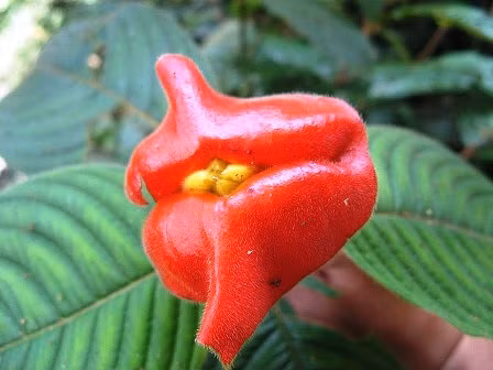 Chỉ riêng tại Costa Rica, các nhà khoa học thống kê được 117 loài thuộc giốngPsychotria. Ở khu vực Trung Mỹ, chúng là biểu tượng thể hiện tình yêu giống hoa hồng vậy.