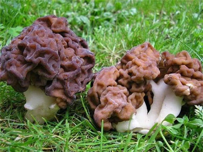Nấm não người. Nếu bạn thấy hoa hình môi, quả hình vùng kín chưa đủ giật mình thì loài nấm não sẽ gây ngạc nhiên hơn nữa. Chúng có tên khoa học là Gyromitra esculenta, hay còn gọi là nấm khăn xếp, sinh sống chủ yếu ở châu Âu và Bắc Mỹ.
