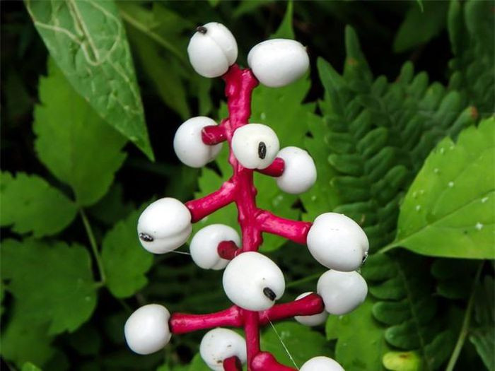 Đây là loài cây thân cỏ thuộc họ Mộc lan, được tìm thấy chủ yếu ở các khu rừng phía Đông và phía Bắc thuộc Bắc Mỹ. Cây mắt búp bê thường kết quả vào mùa xuân, quả mọc thành từng chùm dài khoảng 10cm, mỗi quả có hình cầu màu trắng chấm đen với đường kính khoảng 1cm.