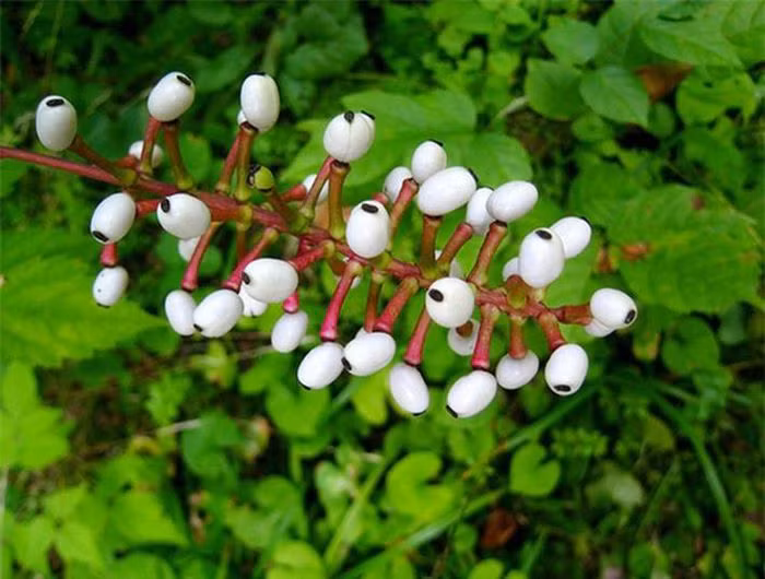  Cây búp bê "mắt quỷ". Chẳng cần phải đến Halloween mới được thấy những tròng mắt trắng bệch ở khắp nơi, nếu chui vào rừng ở Bắc Mỹ thì bạn rất dễ gặp được loài quả kinh dị hình mắt người. Nó được gọi là cây mắt búp bê hoặc mắt quỷ, tên khoa học là Actaea pachypoda. Quả cây màu trắng, đỉnh quả có chấm đen hệt như những con ngươi đang nhìn khắp nơi, đủ để dọa bạn thót tim chưa?