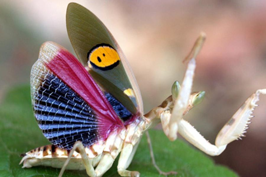 Tại Việt Nam, chúng ta chỉ gặp sinh vật này ở các khu rừng thuộc vườn quốc gia Tam Đảo, vườn quốc gia Cúc Phương, vườn quốc gia Bạch Mã