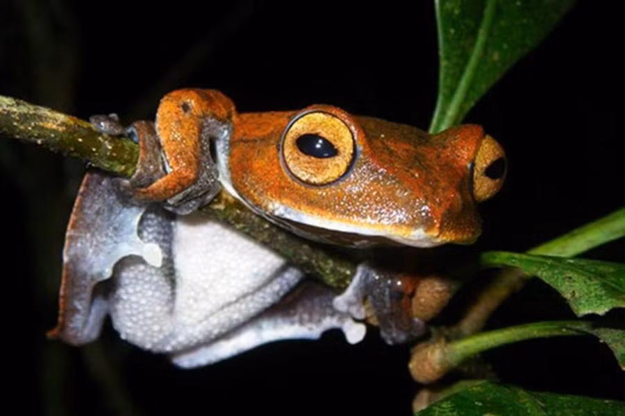 Ếch bay ma cà rồng (hay còn gọi là ếch cây ma cà rồng, tên khoa học là Rhacophorus vampyrus) là loài lưỡng cư đặc hữu của Việt Nam. Chúng được các nhà khoa học phát hiện vào cuối năm 2010.