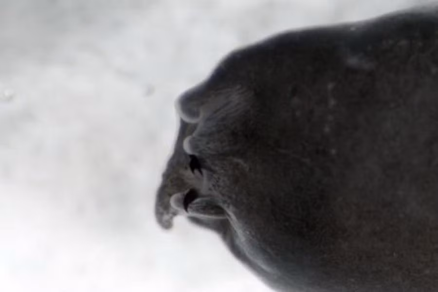 Chúng được gọi là ma cà rồng vì trong giai đoạn nòng nọc, miệng chúng có hai chiếc "răng nanh" màu đen thò ra trông giống hình tượng của quỷ hút máu. Hiện tại các nhà khoa học vẫn chưa xác định được chức năng của cặp răng nanh này.