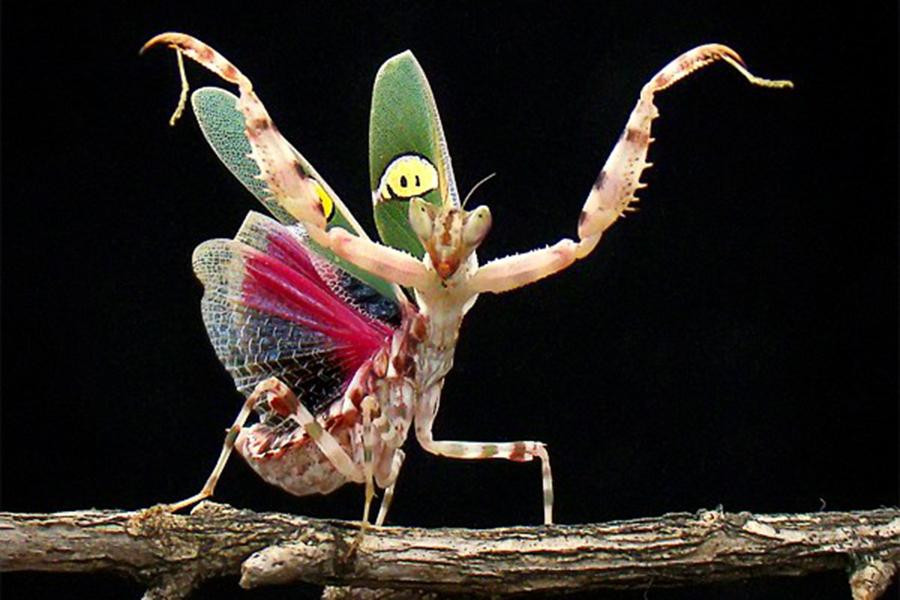 Mặt cánh trên của loài bọ ngựa này có màu nâu với hai đốm mắt màu vàng viền đen rất rõ. Lớp cánh trong của chúng giống như một tác phẩm nghệ thuật của tạo hóa mà khó có thể có hoạ sĩ nào tưởng tượng và vẽ ra nổi