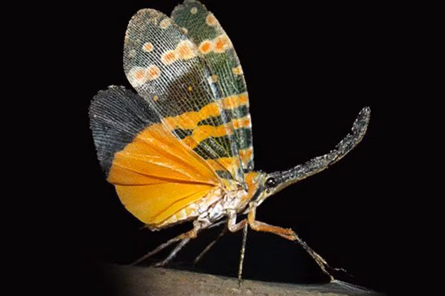 Loài ve sầu vòi voi cánh vàng sống nhiều ở khu vực Đồng Nai, Bình Phước