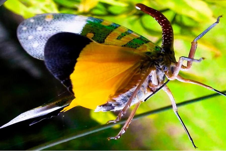 Đây là loài côn trùng có khả năng bật nhảy rất nhanh nên rất khó bắt cũng như khó có cơ hội chụp hình được khoảnh khắc nó bắt đầu xoè đôi cánh lung linh sắc màu vụt bay